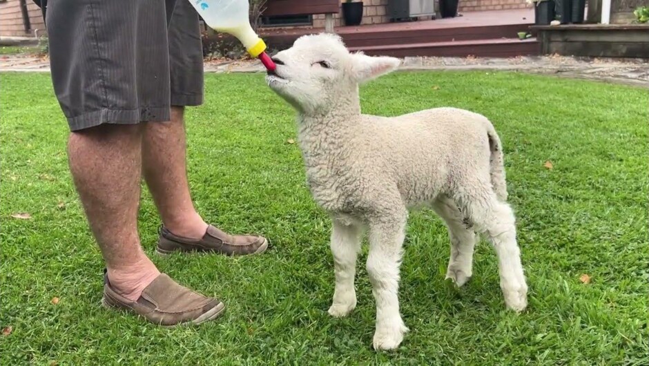 Rural Tours - Baby Lambs in Spring (September)