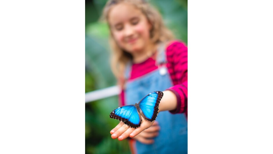 Indoor Butterfly House