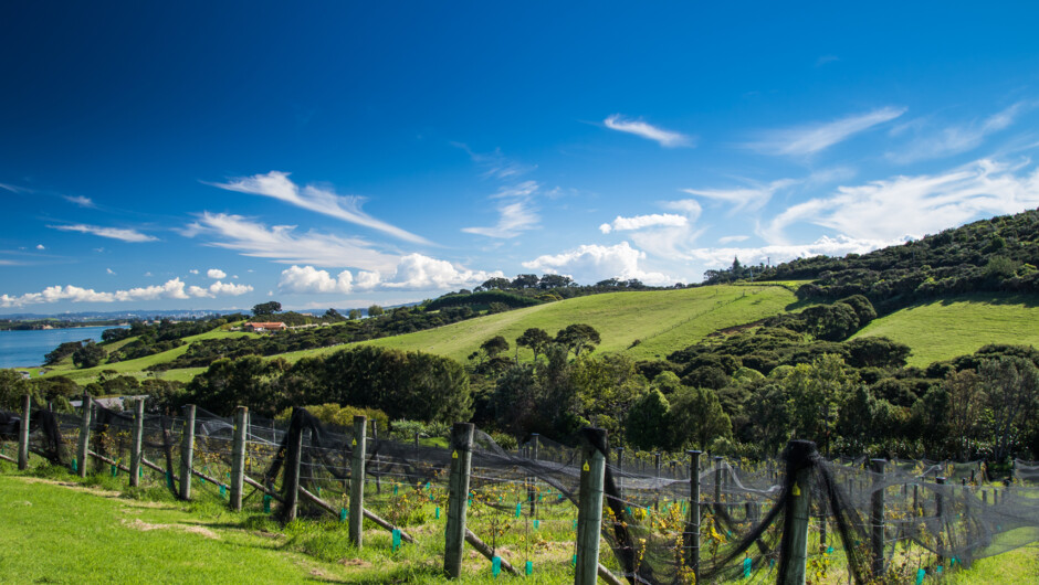 Cable Bay Vineyards