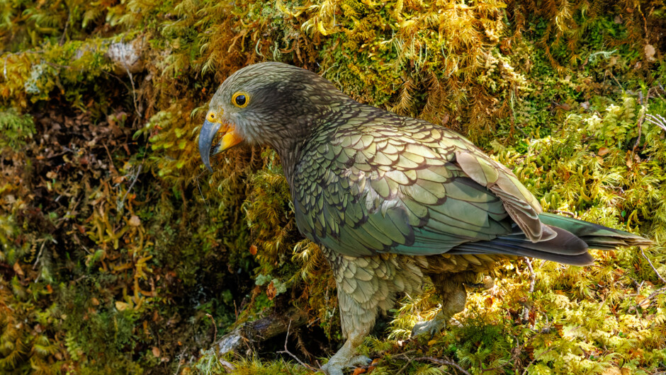 Kea