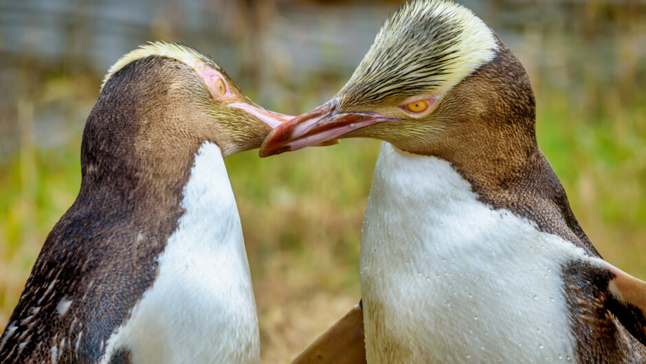 Yellow-eyed penguins