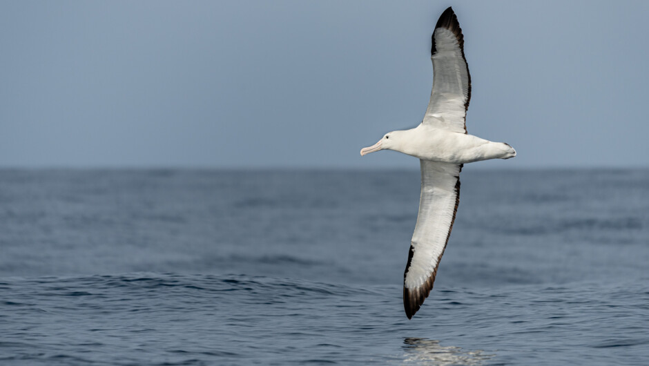 Northern Royal Albatros