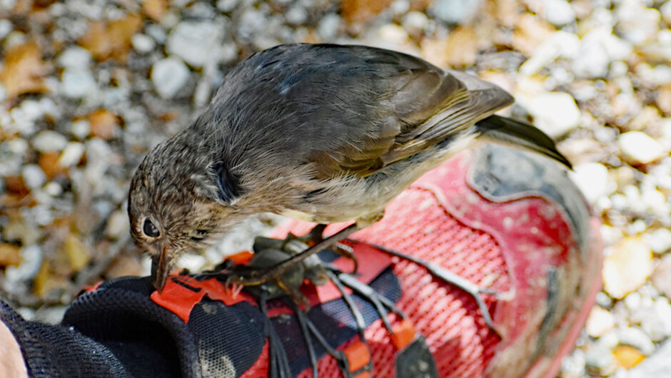 Encountering Bush Robin