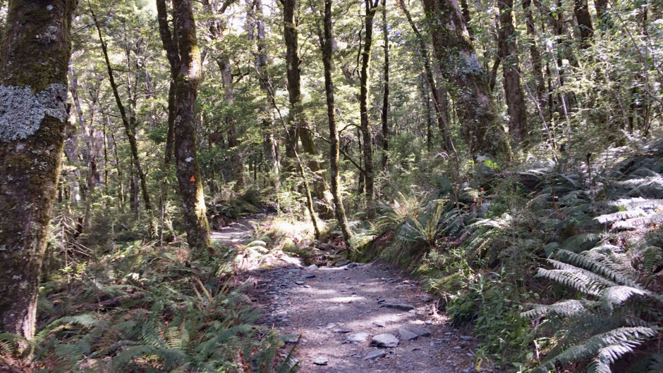 Track meanders in the Southern beech forest