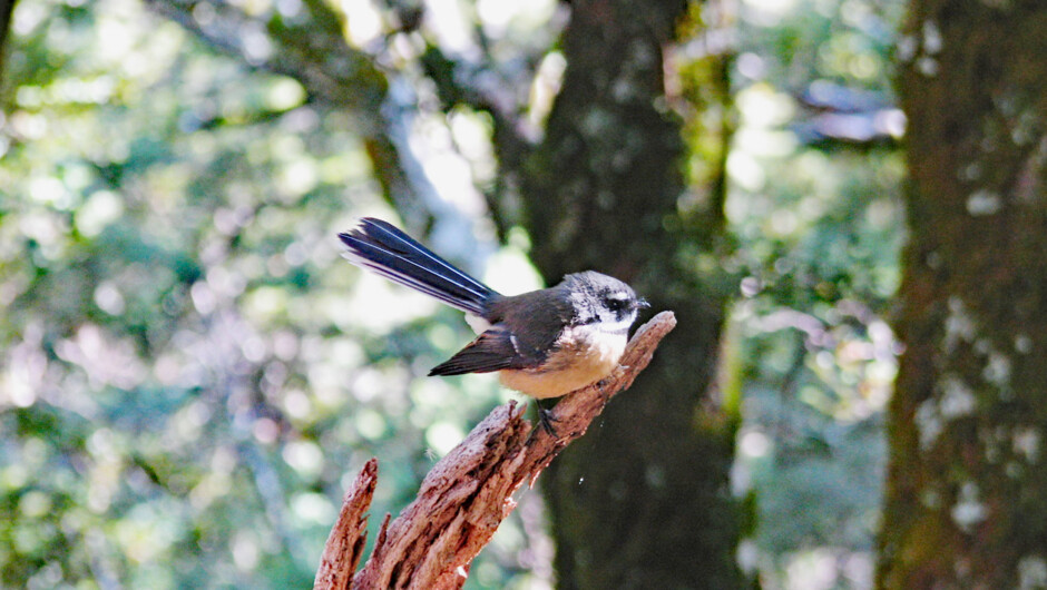 Wild encounter - Piwakawaka/Fantail