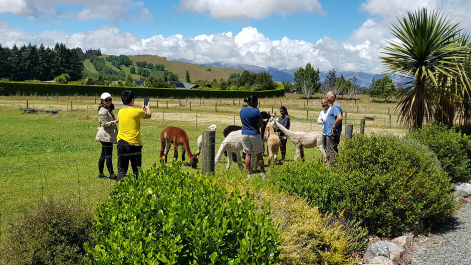 Time chilling out with the alpacas