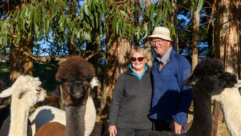 Hanging out with alpacas