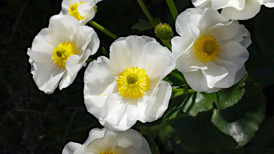 Mount Cook Lily