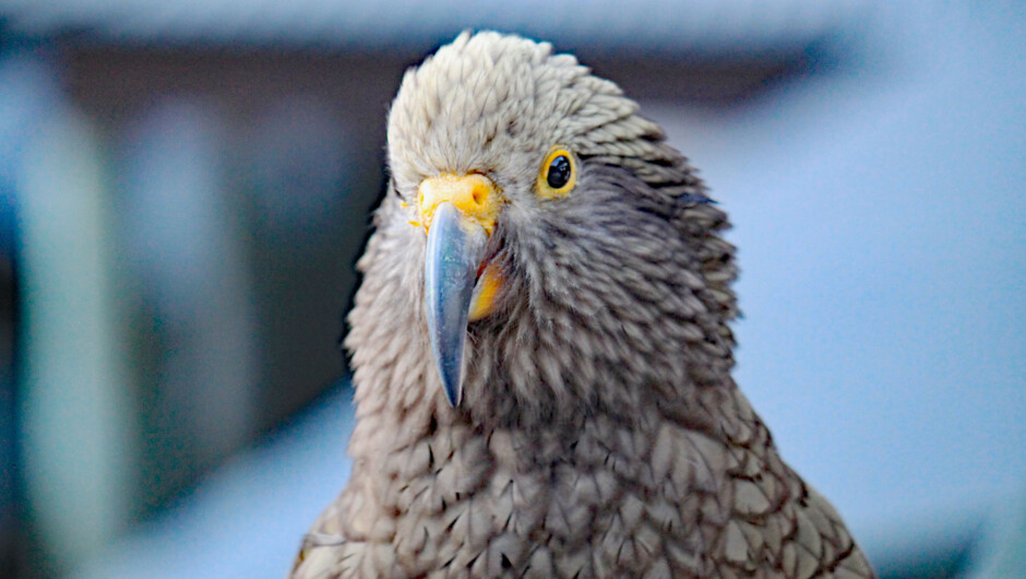 Kea, the alpine parrot