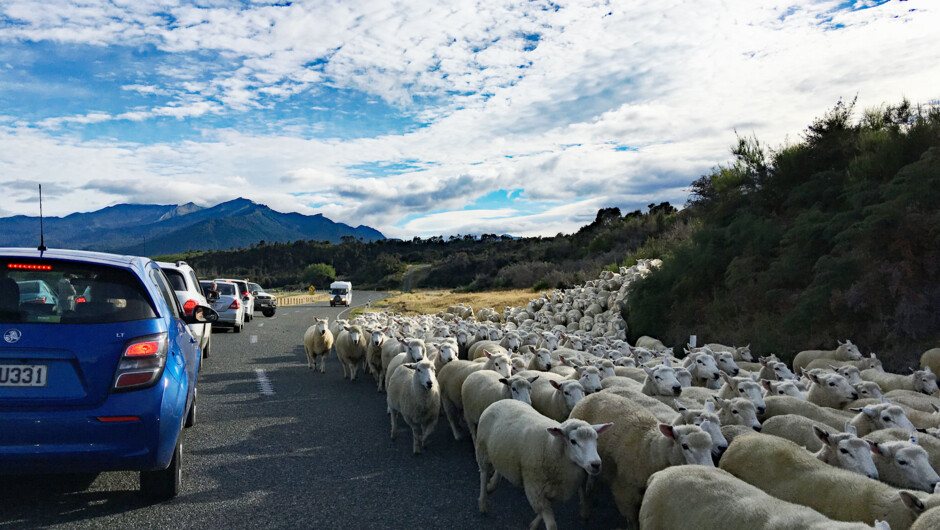 On the way, you may encounter the NZ's rural traffic jam!