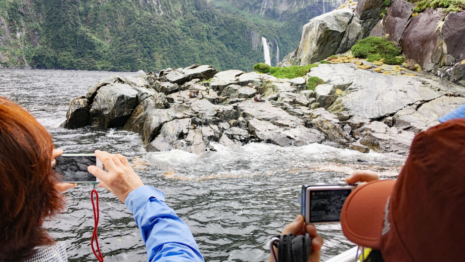 If you're lucky, you might see fur seals and dolphins