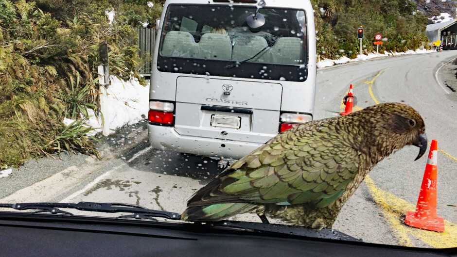 Kea, clever parrot may land on your car!