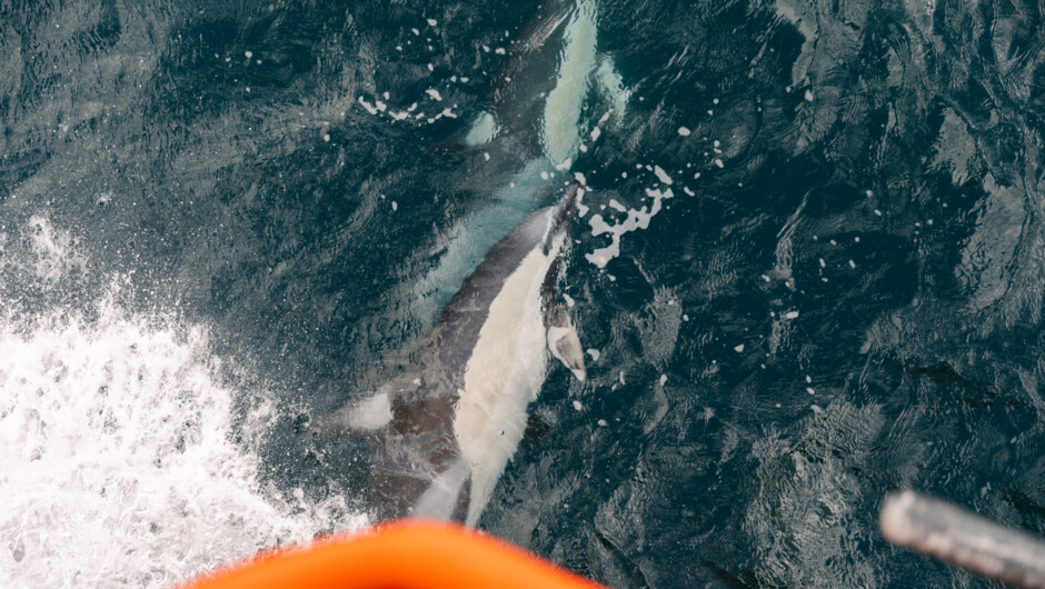 Dolphins joining on the journey to Aotea