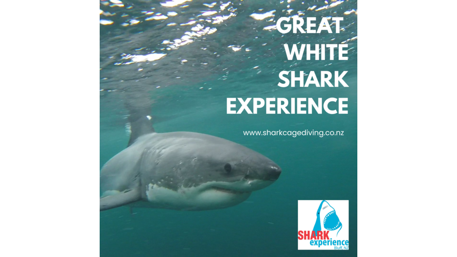 Great White Shark Experience