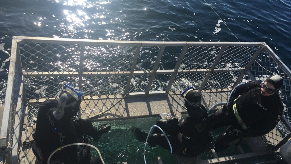 Divers waiting to enter Cage