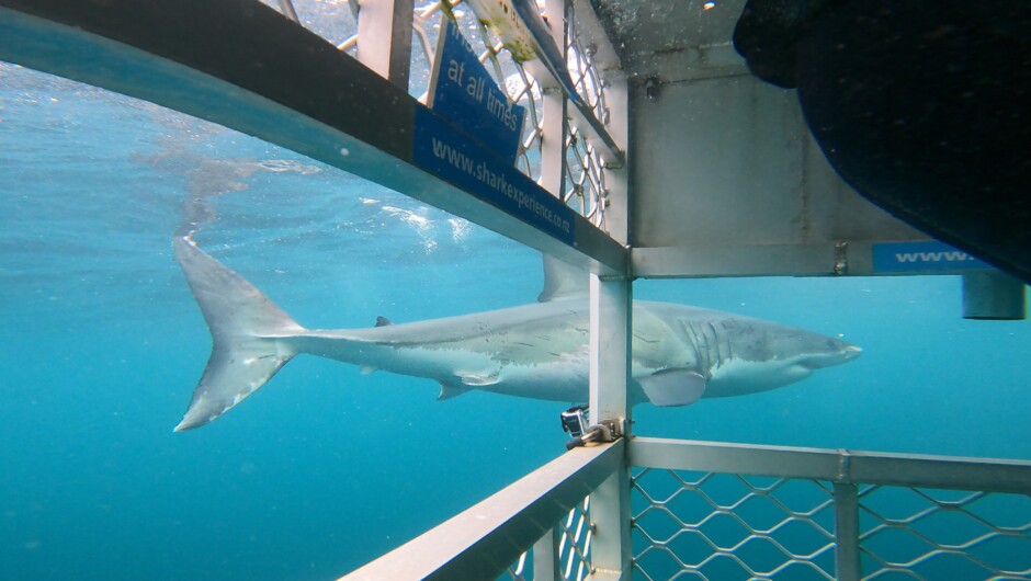 Great White Shark from Dive Cage