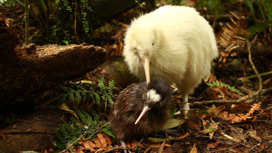 Mapuna and his Chick