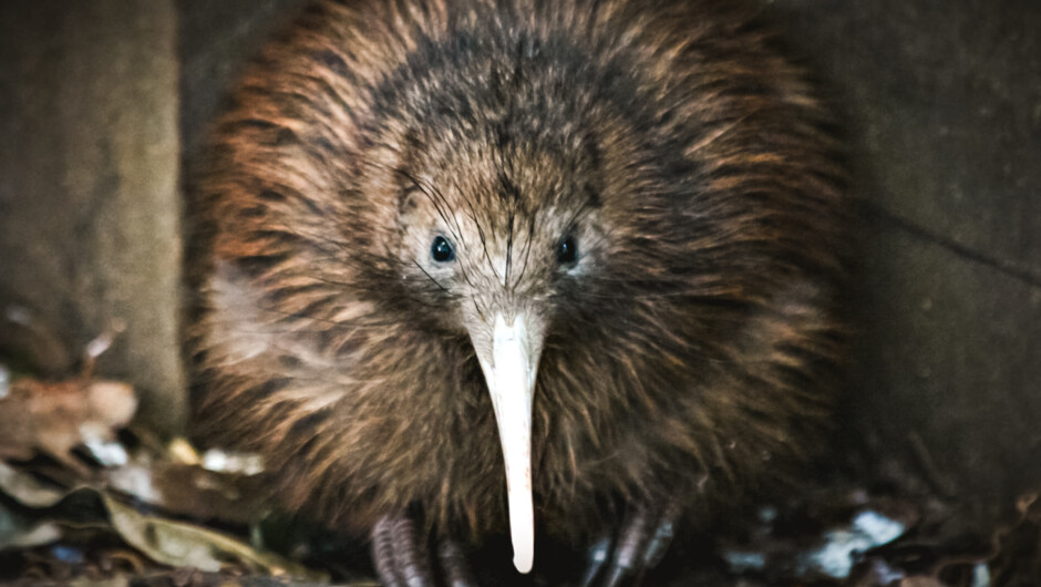 Bob the kiwi