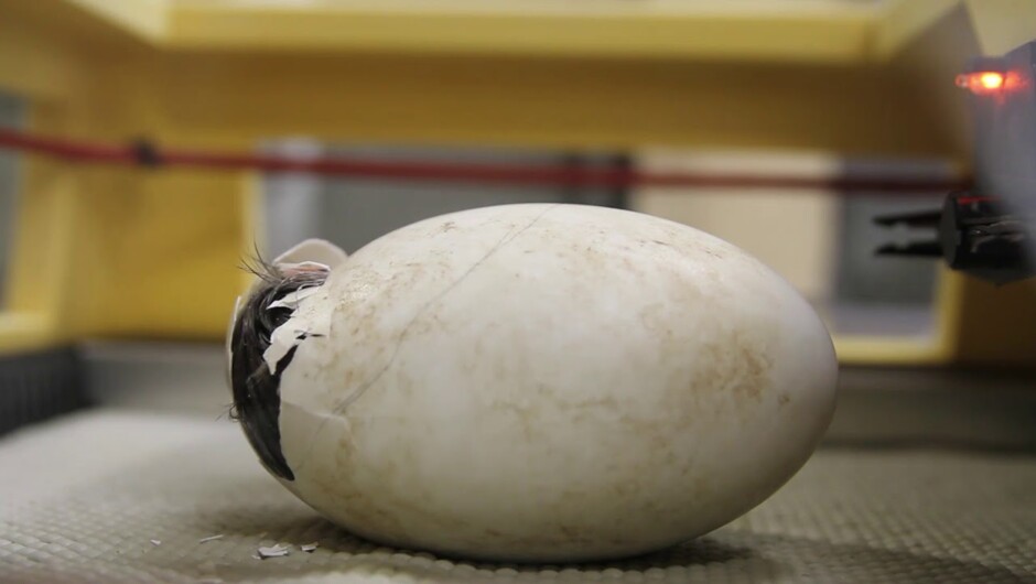 New Zealand Wildlife in 30 Seconds - Pūkaha National Wildlife Centre