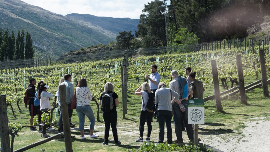 Explore the vineyard on a guided wine cave tour at Gibbston Valley Wines