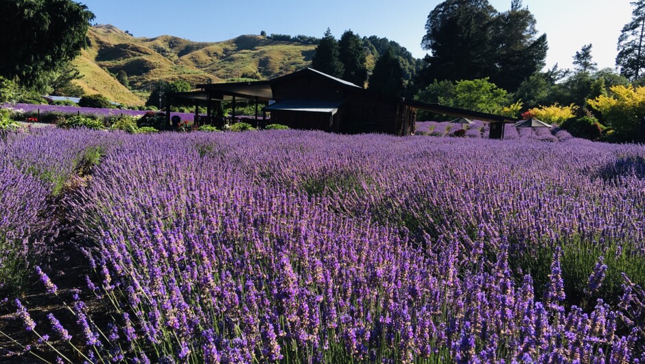 Lauren's Lavender Farm in full bloom