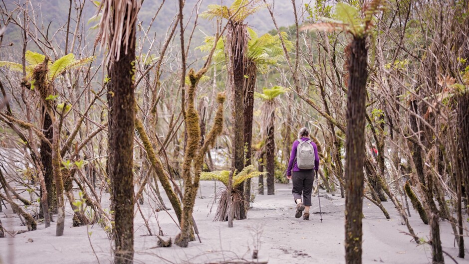 Punga forest Franz Josef Glacier Valley