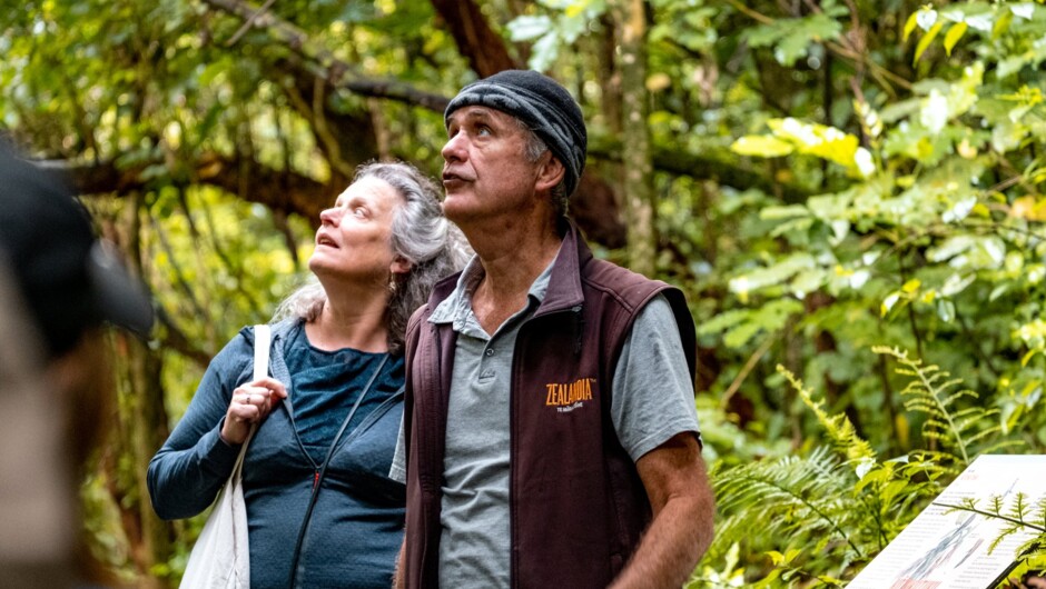 Zealandia, Wellington