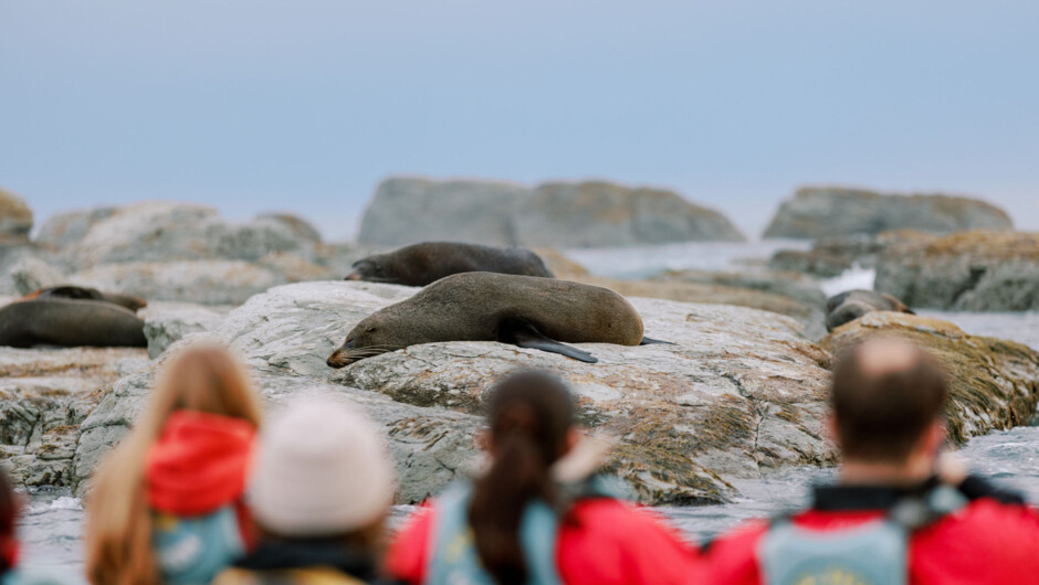 Seal viewing around the rugged coastline