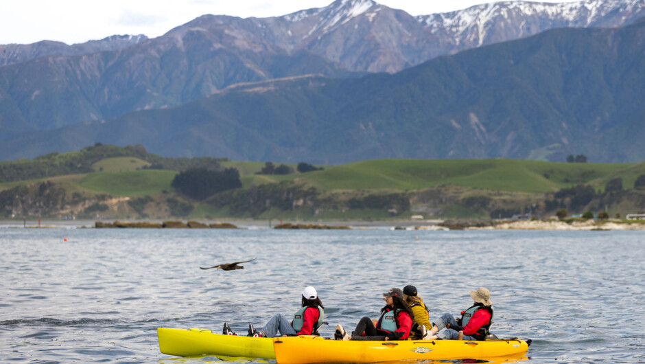 Private tours with Giant petrel in background