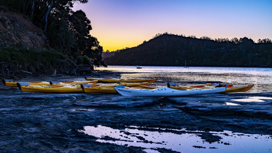 Bioluminescent Kayak Tour