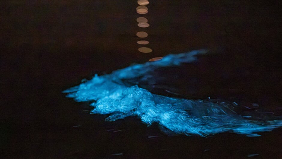 Bioluminescent Kayak Tour