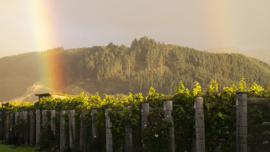 Rainbows over the vines at Ōhau