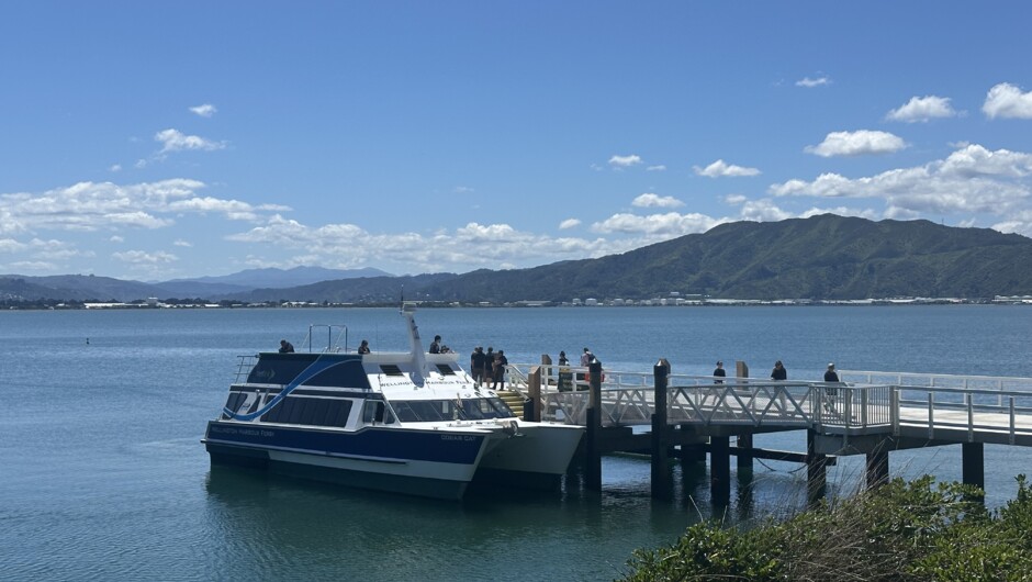 Cobar Cat at Mātiu/Somes Island wharf