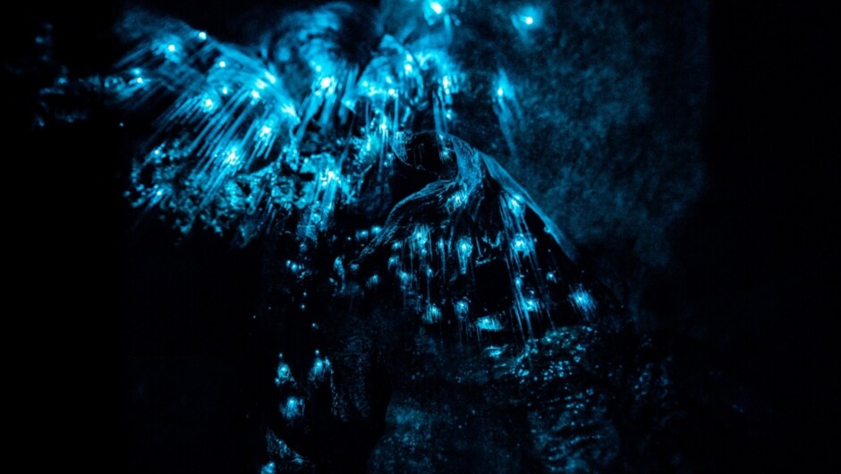 Marvel at the mesmerizing glowworms of Waitomo Caves