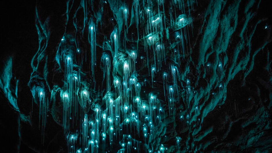 Waitomo Glowworm Caves