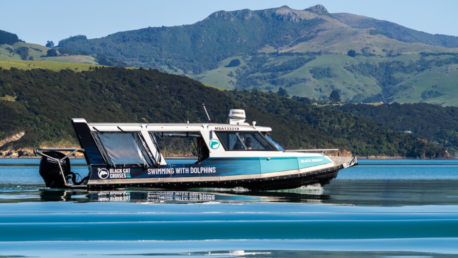 Swimming with Dolphins - Akaroa Harbour