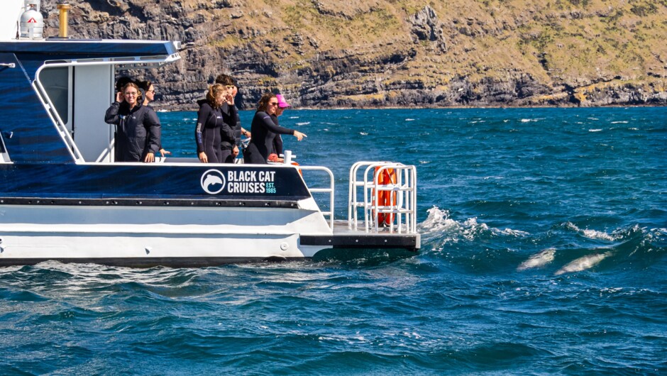 Swimming with Dolphins - Akaroa Harbour