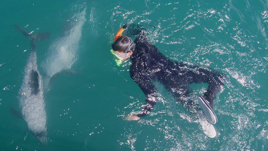 Swimming with Dolphins - Hector's dolphin