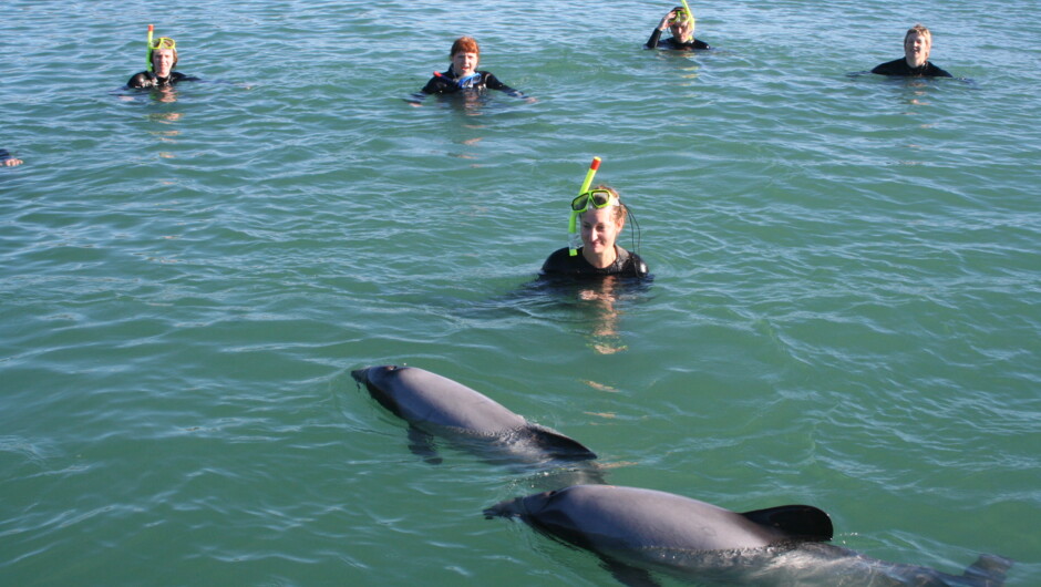 Swimming with Dolphins - Hector's dolphin