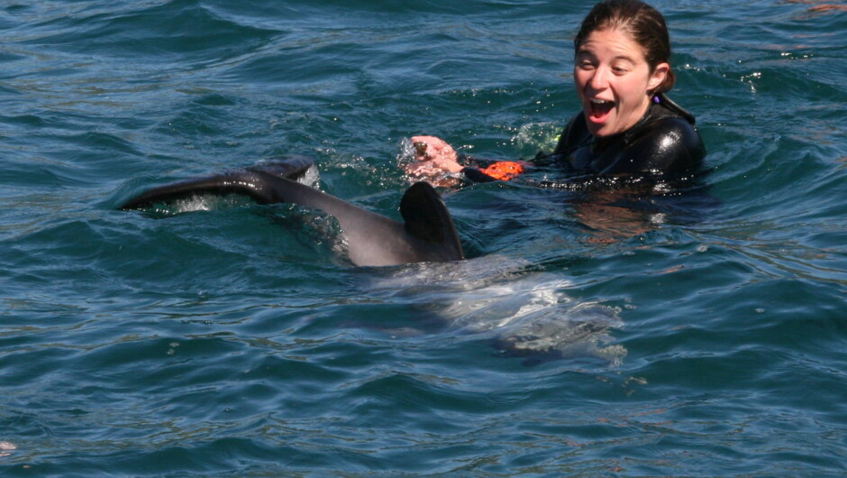 Swimming with Dolphins - Hector's dolphin