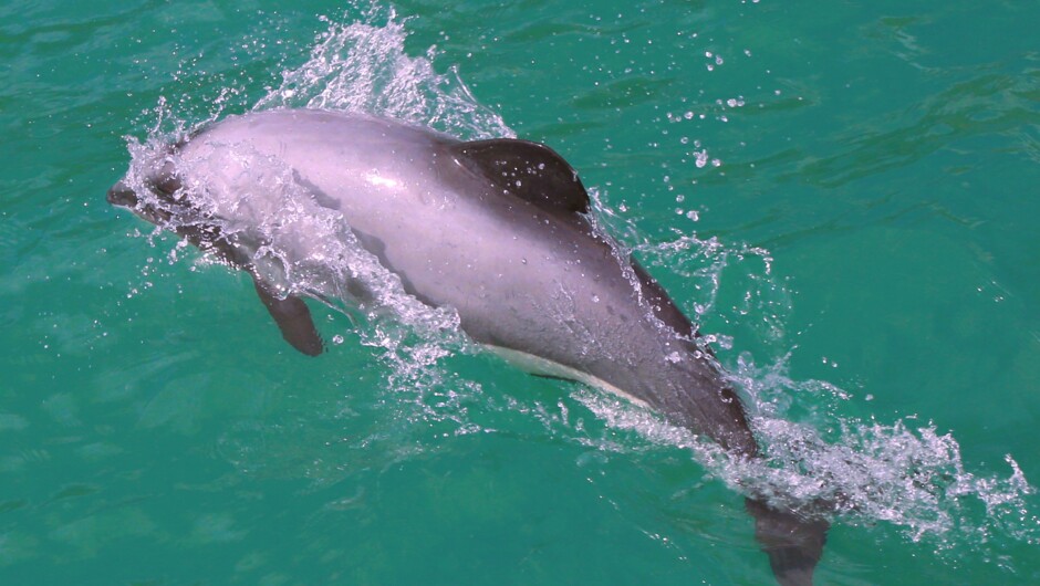 Hector's dolphin