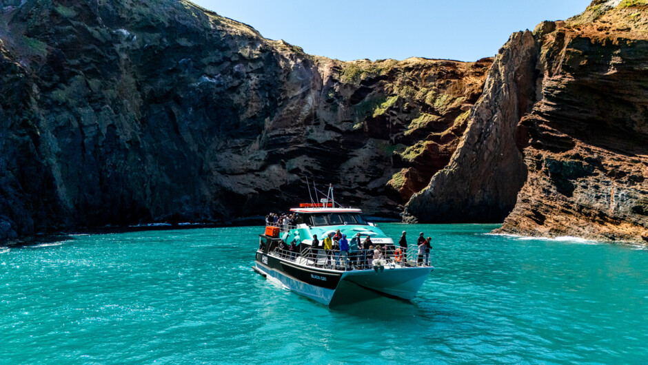 Akaroa Nature Cruise