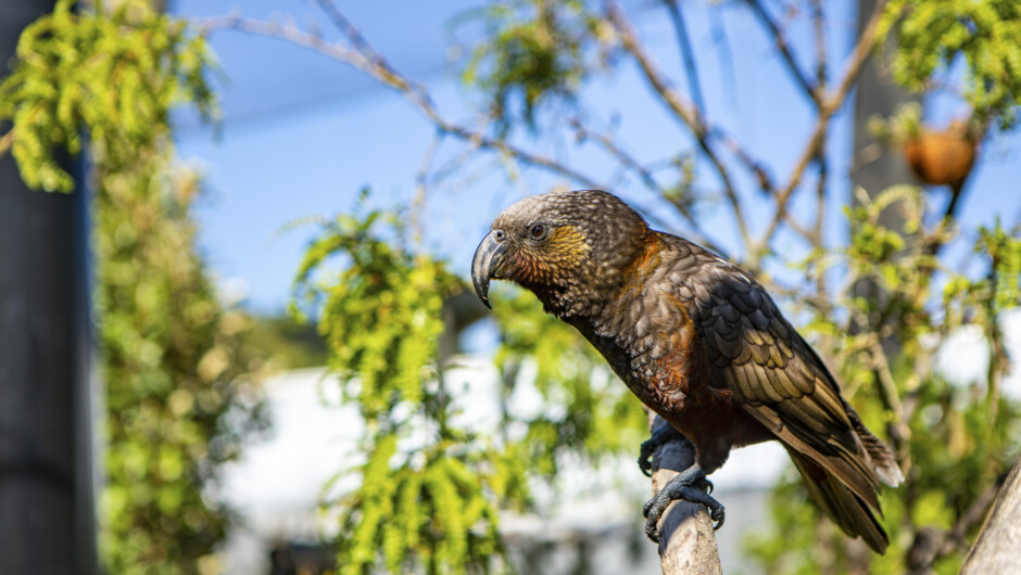 Ambassador kākā in the walk-through aviary.