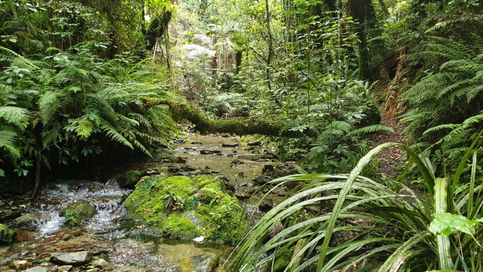 The Brook River