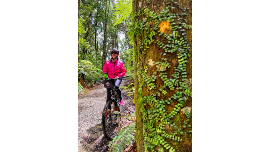 Lush Rainforest on the West Coast Wilderness Trail