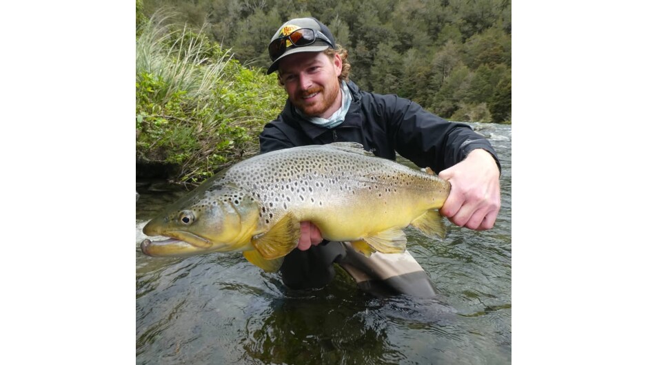 Brown trout