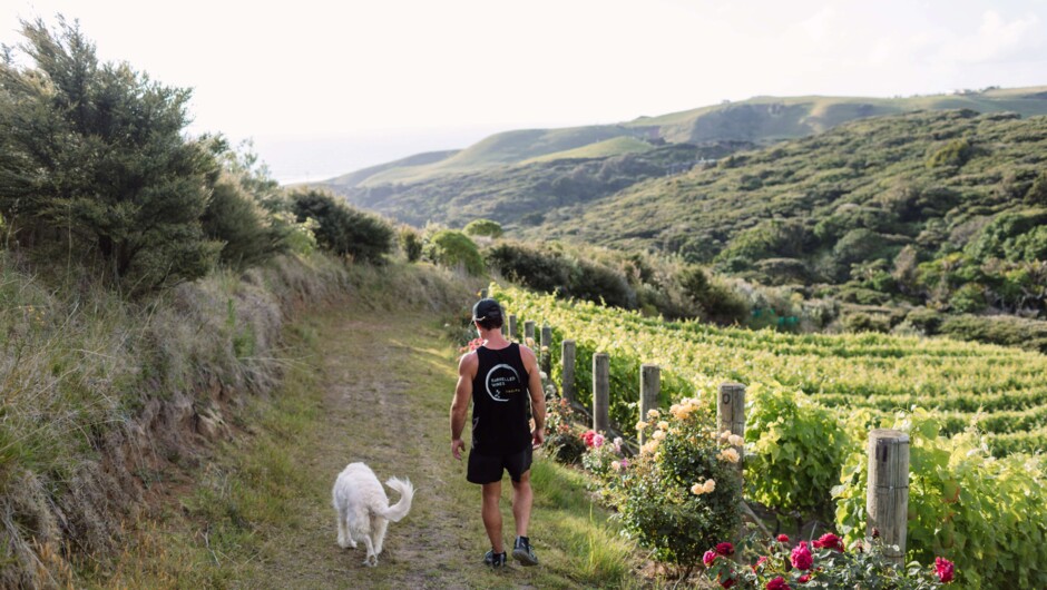 Taste our local Raglan Wines