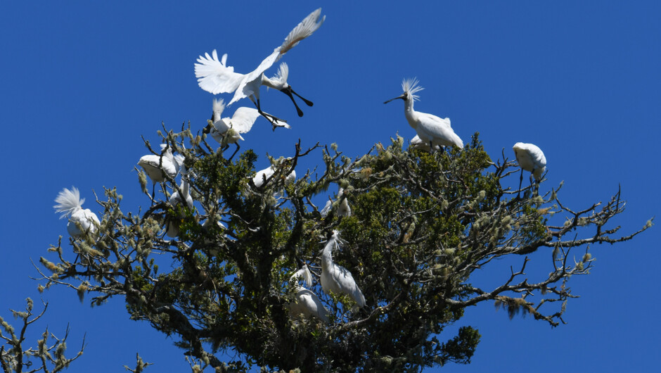 'Spoonville' - Nesting Royal Spoonbill at the White Heron nesting site - Whataroa, West Coast, South Island