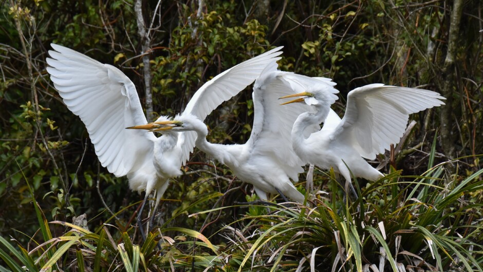 White Heron adult feeding its big chicks - White Heron Sanctuary Tours, Whataroa, West Coast, South Island