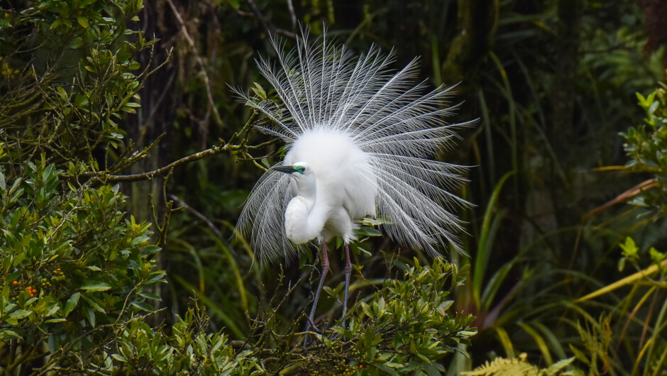 Kōtuku in full breeding plumage displaying its fine lacey feathers - White Heron Sanctuary Tours, Whataroa, South Island